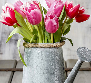 Tulips, flowers, fresh, spring HD wallpaper