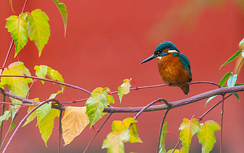 Kingfisher, branch, animal, bird HD wallpaper