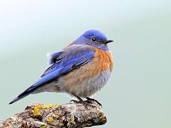 Little Bird, beautiful, bird, , little HD wallpaper