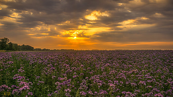 Light Purple Flowers Field Trees Forest Under Clouds Blue Sky During Sunset Flowers HD wallpaper