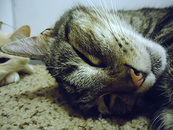 Wiskers, fur, head, cat, floor HD wallpaper