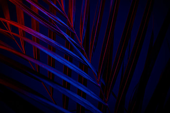 Leaves, blue-red, amoled glow HD wallpaper