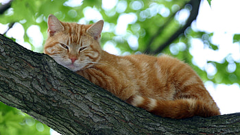 Animals, Cat, Muzzle, Striped, Sleep, Dream HD wallpaper