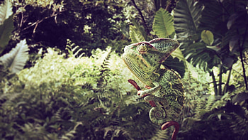 Animals, Grass, Leaves, Sit, Branches, Greens, Color, Chameleon HD wallpaper