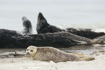 Animals, Sand, Blur, Smooth, Animal, Fur Seal HD wallpaper
