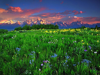 Floral field at sunset, field, floral, clouds, meadow, sky, nature, sunset HD wallpaper