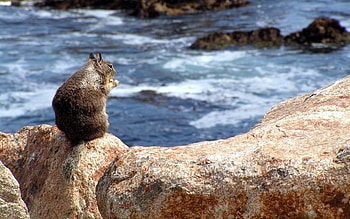 Animals, Squirrel, Food, Stones, Sea, Sit, Surf HD wallpaper
