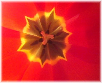 Flower, star, flowers, orange, red HD wallpaper