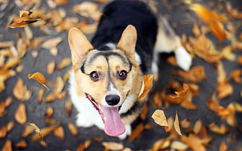 Corgi, Stunning HD wallpaper