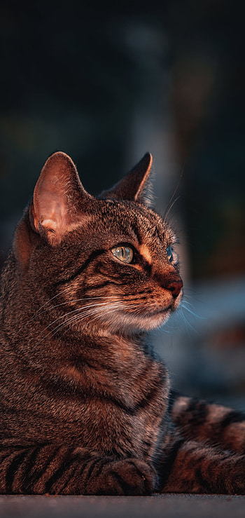 Regal Tabby Bokeh — , depth of field, Animal, cat HD phone wallpaper