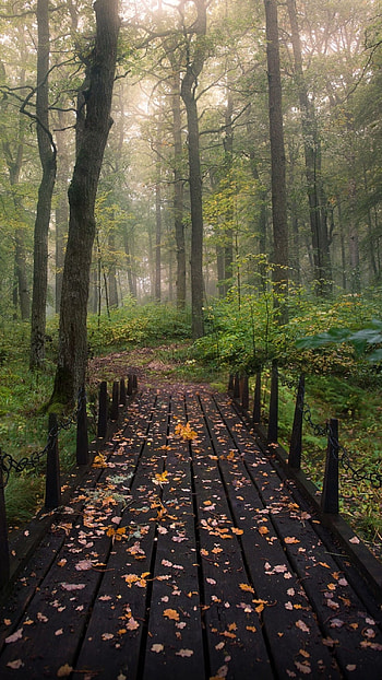 Forest, Nature Beautiful HD phone wallpaper