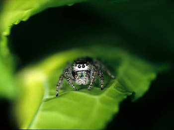 Little Spider, cool, spider, , little HD wallpaper