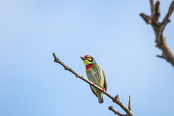 Coppersmith Barbet, Animal, Barbet HD wallpaper