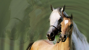 Caballos 03, tiere, naturaleza, verde, pferde, natur, horses, animals, caballos, animales, nature HD wallpaper