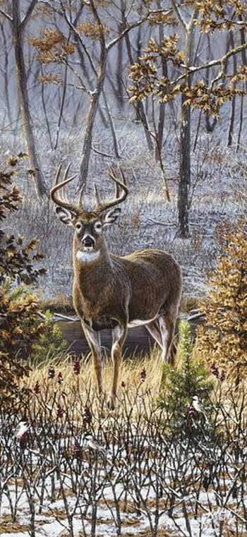 Deer in the woods, buck HD phone wallpaper
