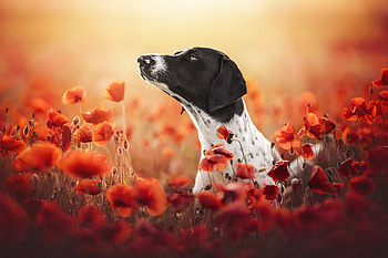 Graceful Canine in Bloom: Dog Amid Vibrant Poppies, Animal, dog HD wallpaper