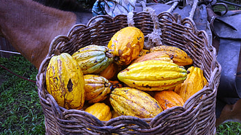 La Flor am food, Zurich's best cocoa, Exquisite flavors, Artisanal craftsmanship HD wallpaper