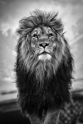 King Lion. Leão preto e branco, Leão preto HD phone wallpaper