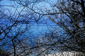 Nature, Water, Trees, Branches, Boat HD wallpaper