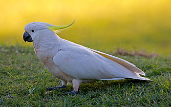 Sulfur-crested cockatoo, High-definition HD wallpaper