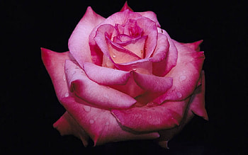Rose, pink, black, contrast, dark HD wallpaper