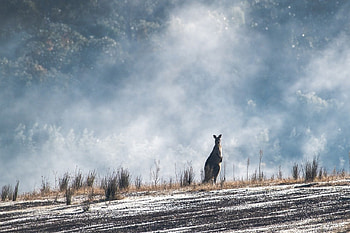 After The Fire, animal, australia, kangaroo, marsupial HD wallpaper