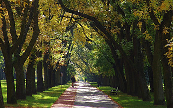 Tree Alley, path, trees, alley, nature, park HD wallpaper