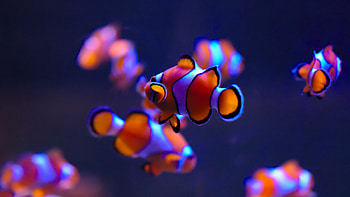 Clownfish, Fish HD wallpaper