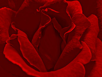 kiss_of_the_rose, rose, flower, love, red, nature HD wallpaper