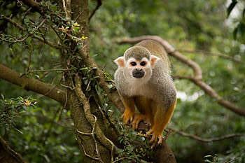 Monkey, animal, primate, tree HD wallpaper