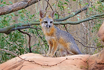 Animals, Fox, Rock, Stone, Sweetheart, Nice, Beast HD wallpaper