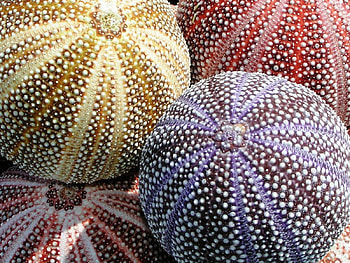 Colorful Sea Urchins, sea, cool, great, nice HD wallpaper