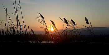 Nature, Sunset, Grass, Twilight, Bush, Dusk, Outlines, Evening, Disk, Cane, Reed HD wallpaper