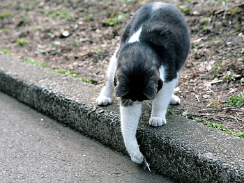 Animals, Cat, Stroll, Playful, Street HD wallpaper