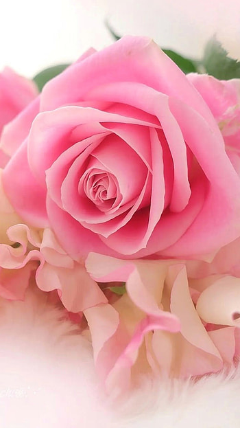 Pink Rose, flower HD phone wallpaper