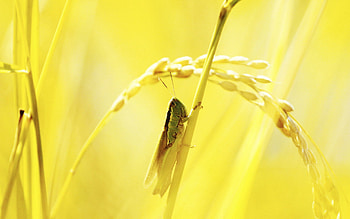 Grass, Macro, Shine, Light, Grasshopper HD wallpaper