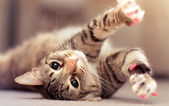 Cat s and Screensavers HD wallpaper