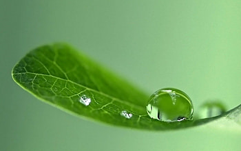 Drops, Macro, Shine, Light, Surface, Sheet, Leaf HD wallpaper