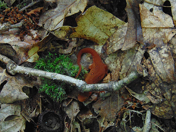 The Eastern Red Newt, West Virginia, Found, Fancy, Romney, Red, Poisonous, Eastern, Newt HD wallpaper