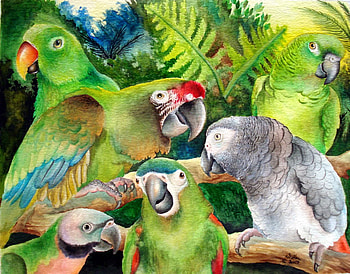 RAINFOREST BIRDS, birds, rain, forest, porfolio HD wallpaper