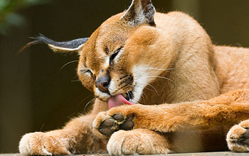 Animals, Puma, Iris, To Lie Down, Lie, Predator, Lick Your Lips, Licking HD wallpaper