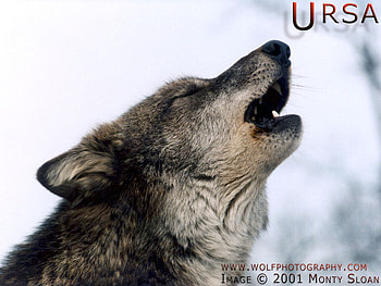 Ursa Howling, howling, grey wolves, wolves, moon, timber wolf, animals, wolf park, wolves howling HD wallpaper