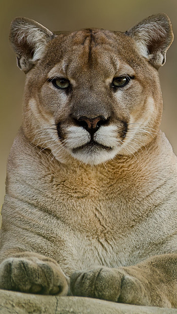 Mountain lion, Majestic creature, Breathtaking , Untouched wilderness HD phone wallpaper