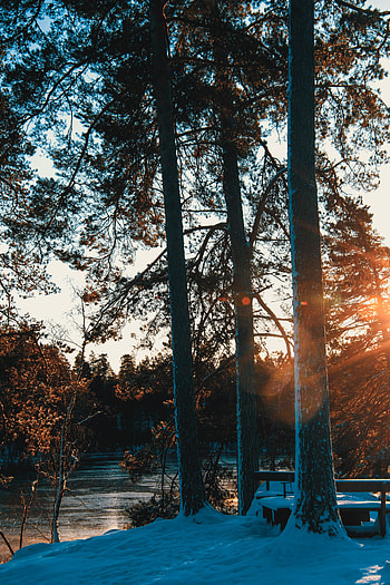 Nature, Rivers, Trees, Rays, Beams, Forest, Spring HD phone wallpaper