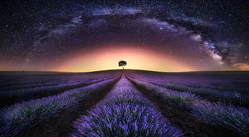 Milky Way, Starry Sky, , Lavender, Field, Flower, Landscape, Lonely Tree, Nature, Night, Purple Flower, Sky, Tree, Flowers HD wallpaper