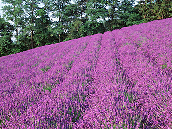 Lavender field, nature, field, lavender, flower HD wallpaper
