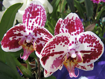 Orchid flowers, orchid , orchid blossom, , orchid , orchid bloom HD wallpaper