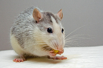 Landmark-Tracking Neurons, Rat Navigation, Spatial Awareness, Neuroscience Insights HD wallpaper