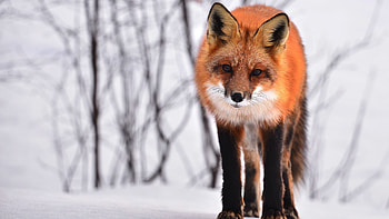 Fox, Ultra , background HD wallpaper
