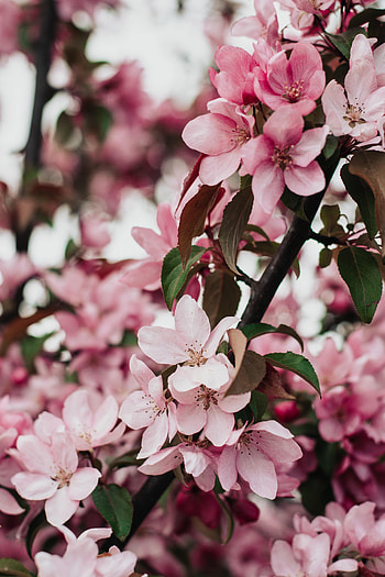 Flowers, Sakura, Petals, Bloom, Flowering HD phone wallpaper